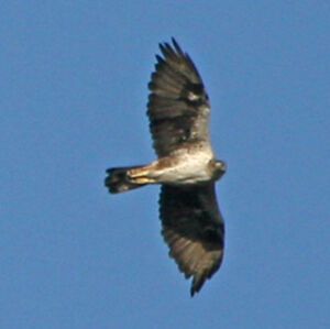 Bonelli's Eagle 
&copy; Christophe Bouhon