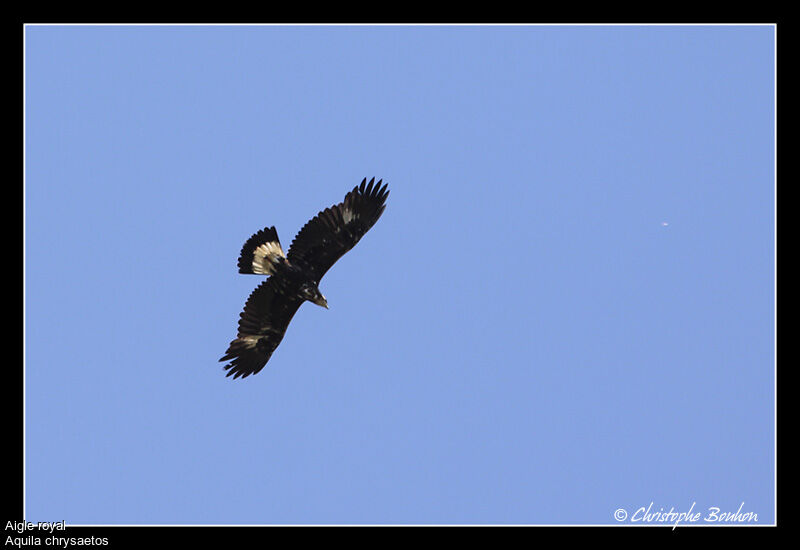 Golden Eagle, Flight