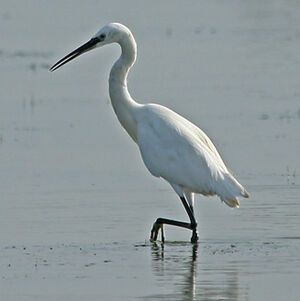 Little Egret