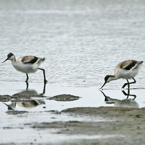 Pied Avocet