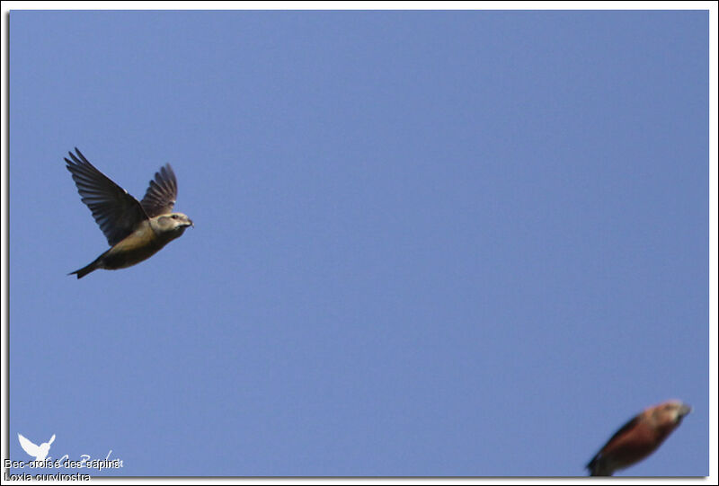 Red Crossbill female, Flight