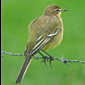 Western Yellow Wagtail