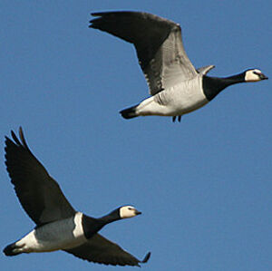 Barnacle Goose