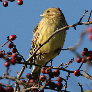 Yellowhammer