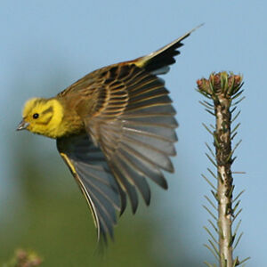 Yellowhammer