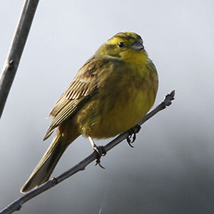 Bruant jaune 
&copy; Christophe Bouhon