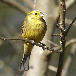 Bruant jaune 
&copy; Christophe Bouhon