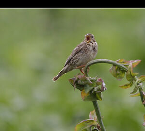 Corn Bunting 
&copy; Christophe Bouhon