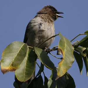 Common Bulbul