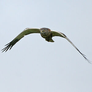 Western Marsh Harrier