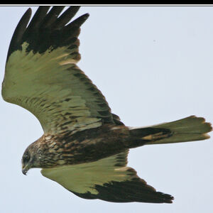 Western Marsh Harrier
