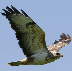 Common Buzzard 
&copy; Christophe Bouhon