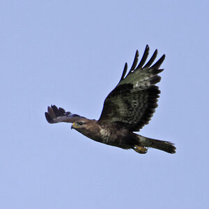 Common Buzzard 
&copy; Christophe Bouhon