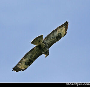 Common Buzzard 
&copy; Christophe Bouhon