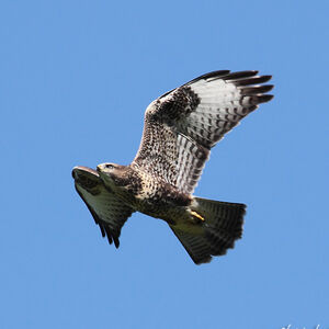 Common Buzzard 
&copy; Christophe Bouhon