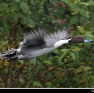 Canard pilet 
&copy; Christophe Bouhon
