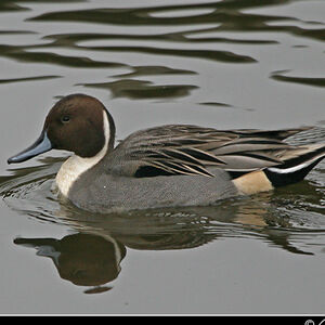 Canard pilet 
&copy; Christophe Bouhon