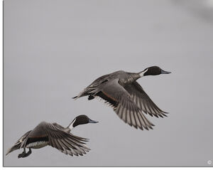 Canard pilet 
&copy; Christophe Bouhon