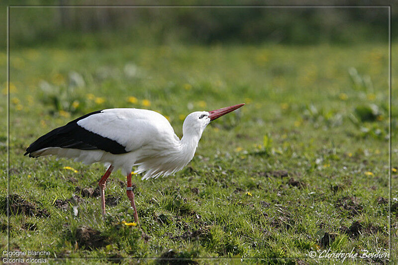 White Stork, identification, Behaviour