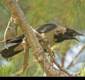 Hooded Crow 
&copy; Christophe Bouhon