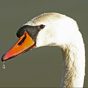 Cygne tubercul�