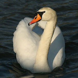 Cygne tubercul�