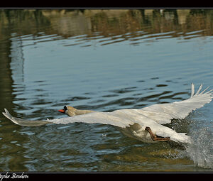 Cygne tubercul�