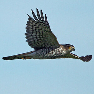 Eurasian Sparrowhawk