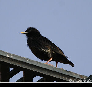 Spotless Starling