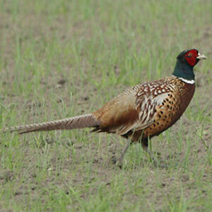 Common Pheasant