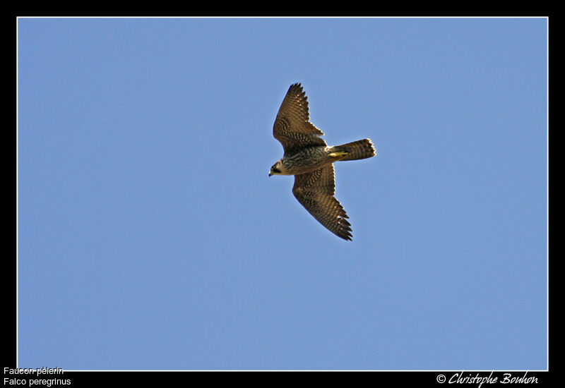 Peregrine Falcon, Flight