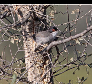 Sardinian Warbler