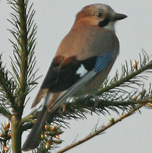 Eurasian Jay