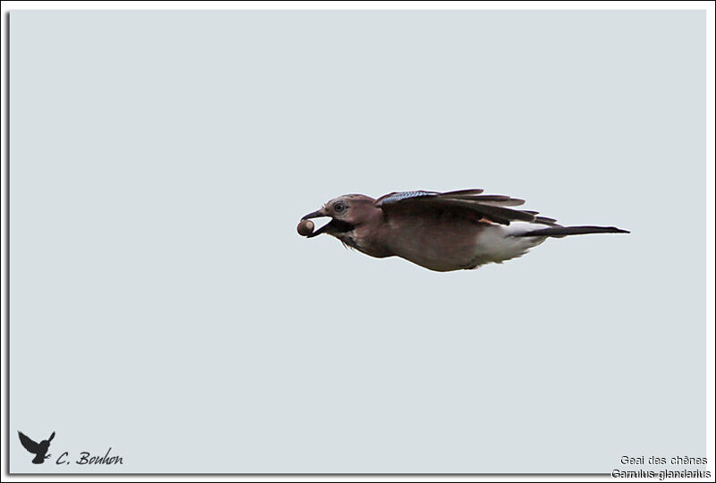 Eurasian Jay, identification, Flight, feeding habits, Behaviour