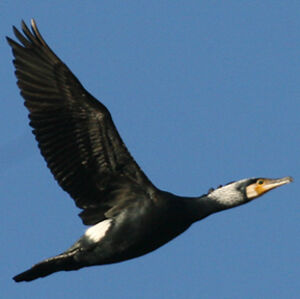 Great Cormorant