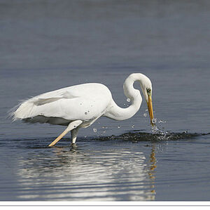 Great Egret