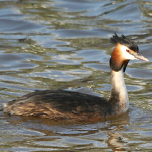 Great Crested Grebe