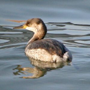 Red-necked Grebe