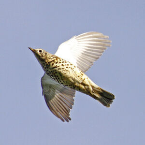 Mistle Thrush