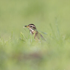 Redwing