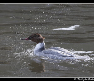 Common Merganser