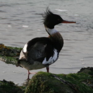 Red-breasted Merganser