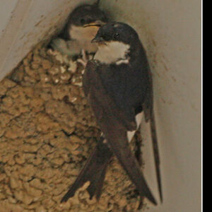Hirondelle de fen�tre