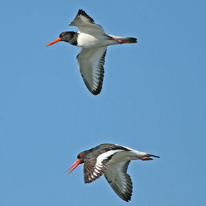 Eurasian Oystercatcher