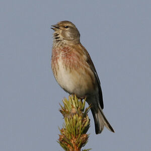 Common Linnet 
&copy; Christophe Bouhon