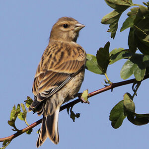 Common Linnet 
&copy; Christophe Bouhon