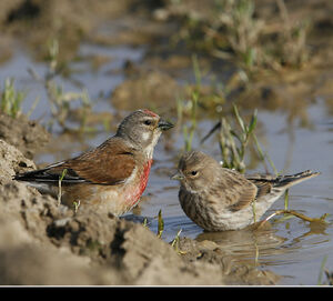 Common Linnet 
&copy; Christophe Bouhon