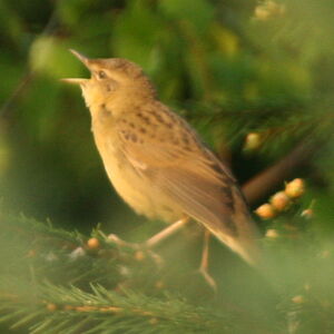 Common Grasshopper Warbler 
&copy; Christophe Bouhon