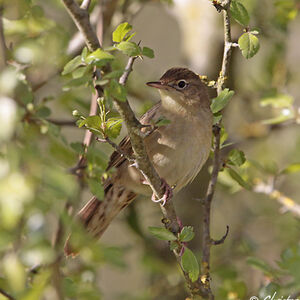 Common Grasshopper Warbler 
&copy; Christophe Bouhon