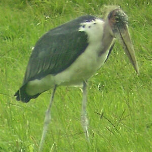 Marabou Stork